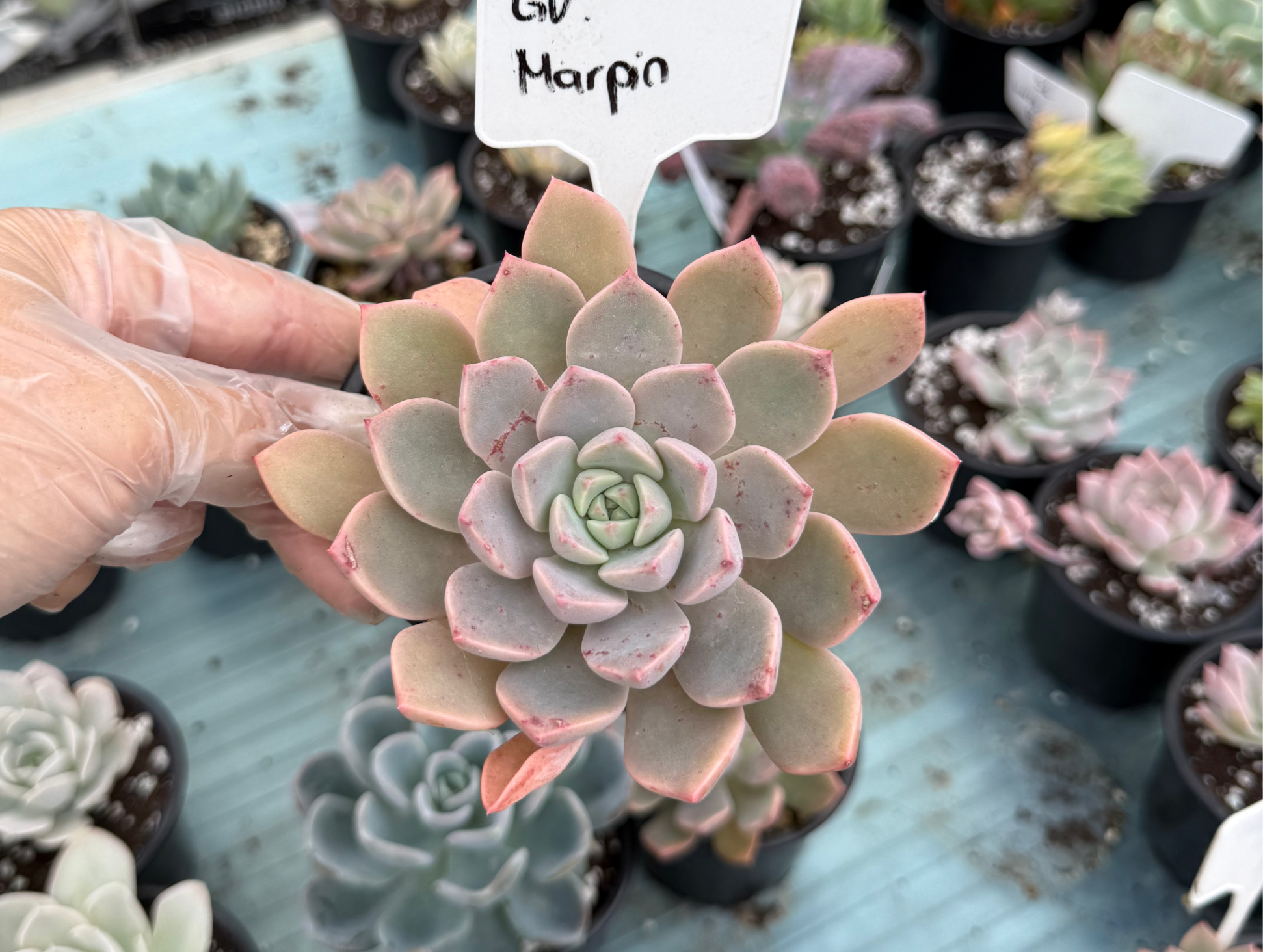 Graptoveria Marpin