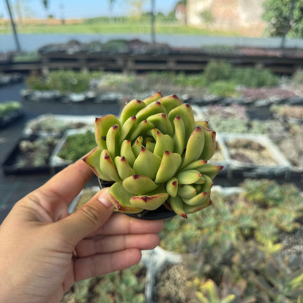 Minijatura: Echeveria agavoides sp.