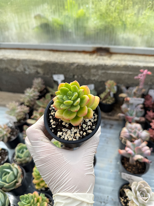 Sedum Peridot