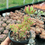 Minijatura: Sedum Pachyphyllum