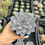 Minijatura: Graptoveria lulu