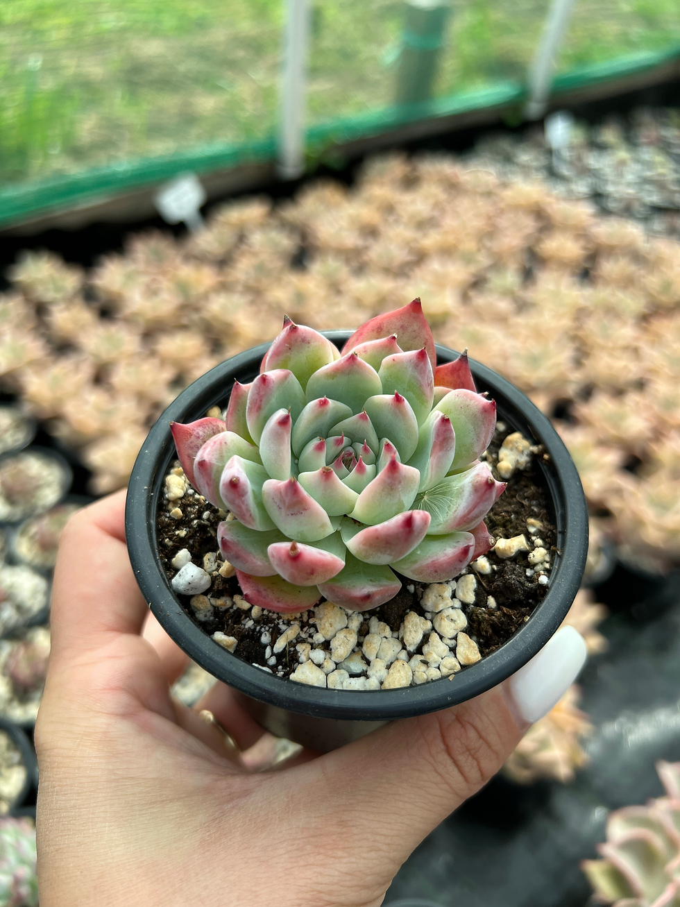 Thumbnail: Echeveria Chichuauensis