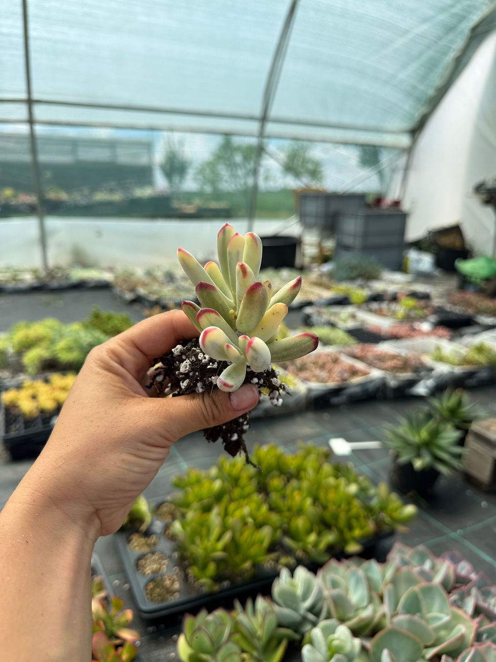 Thumbnail: Cotyledon orbiculata dinteri var.