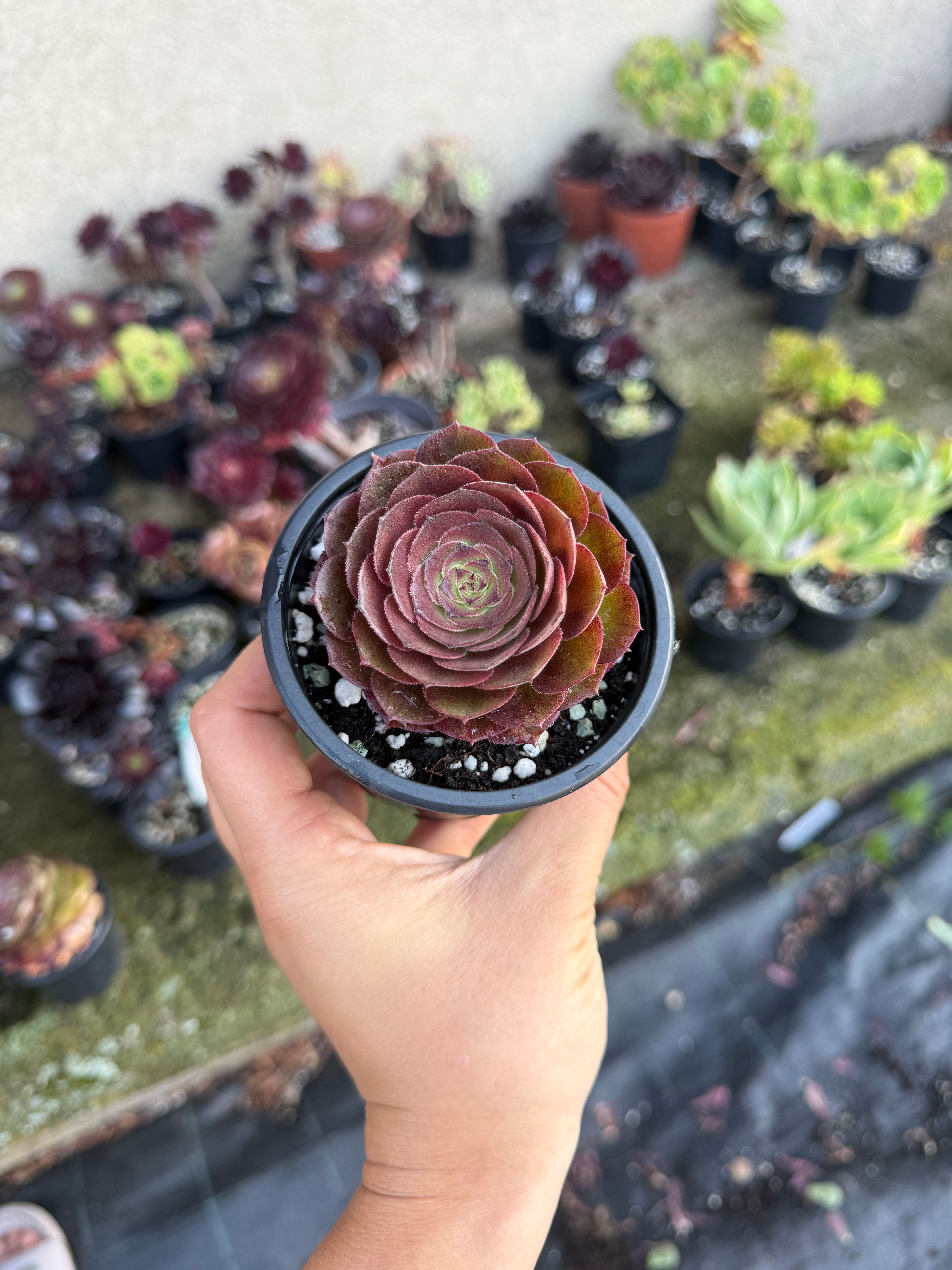 Aeonium Halloween