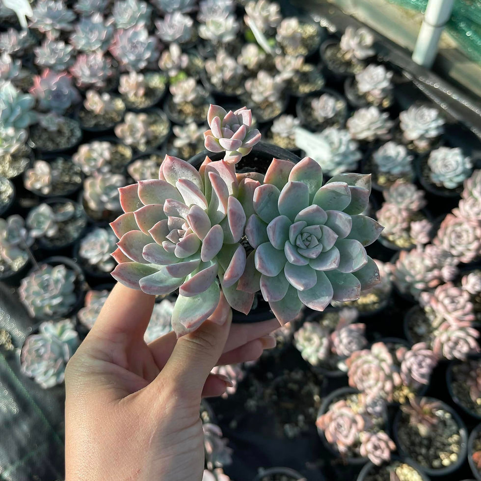 Minijatura: Graptoveria milky way