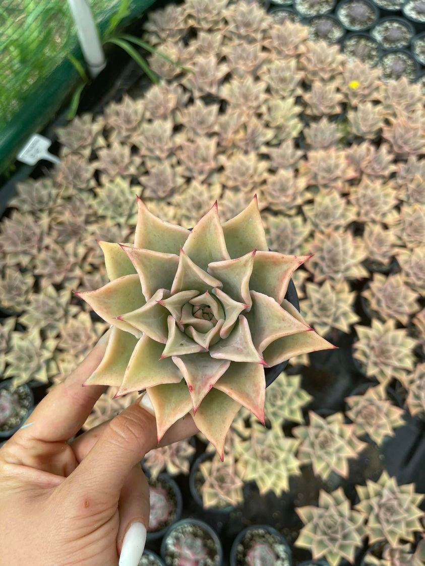 Minijatura: Echeveria Madiba