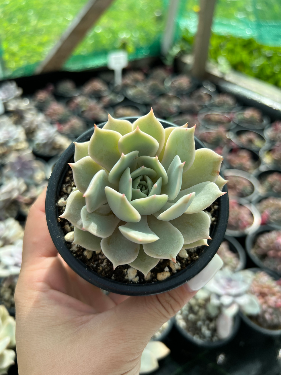 Minijatura: Echeveria Lola