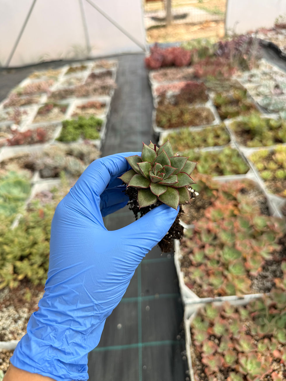 Thumbnail: Echeveria Monoceroti