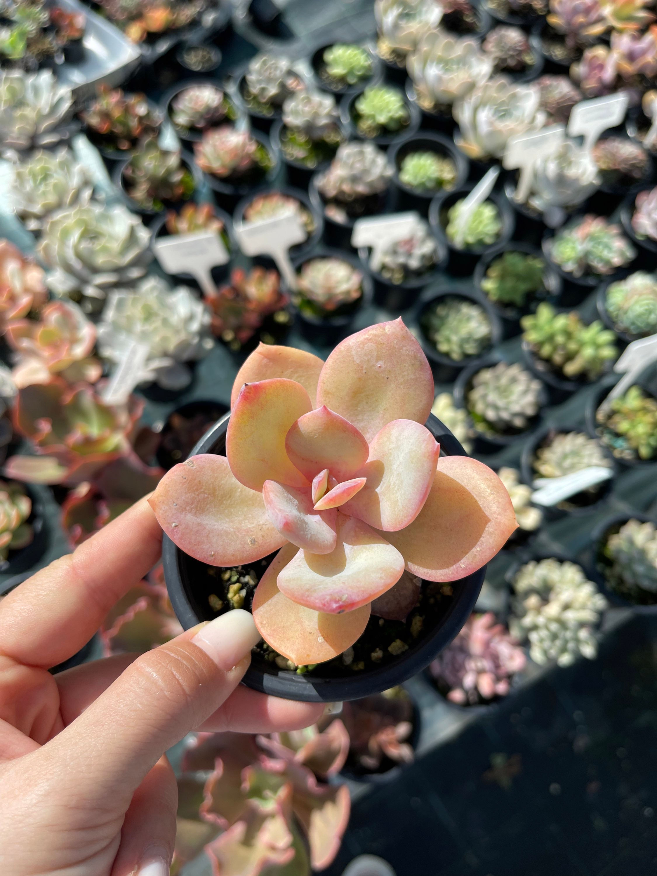 Echeveria Hakuhou