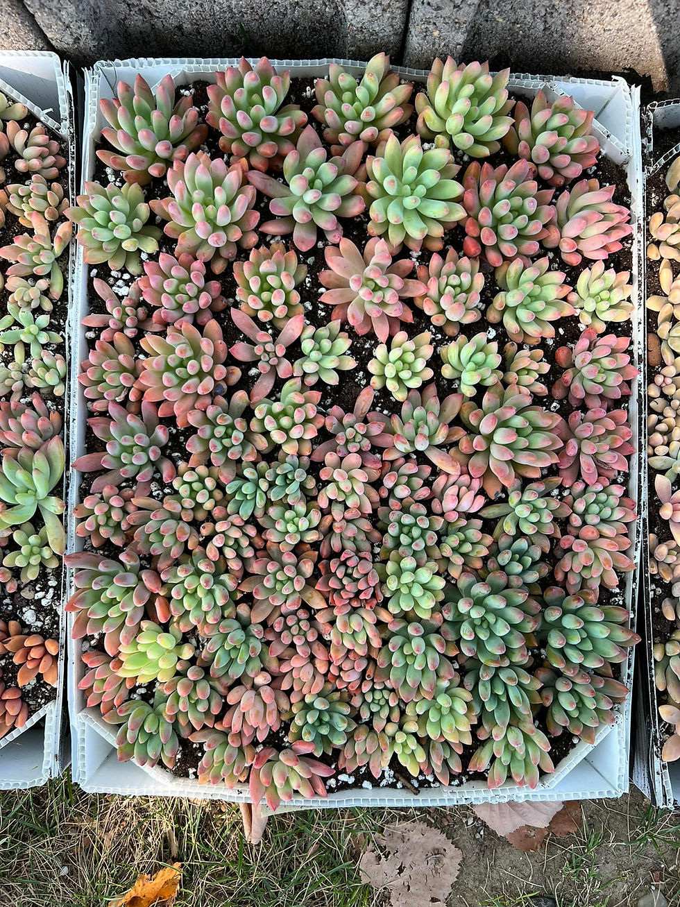 Minijatura: Graptosedum darley sunshine