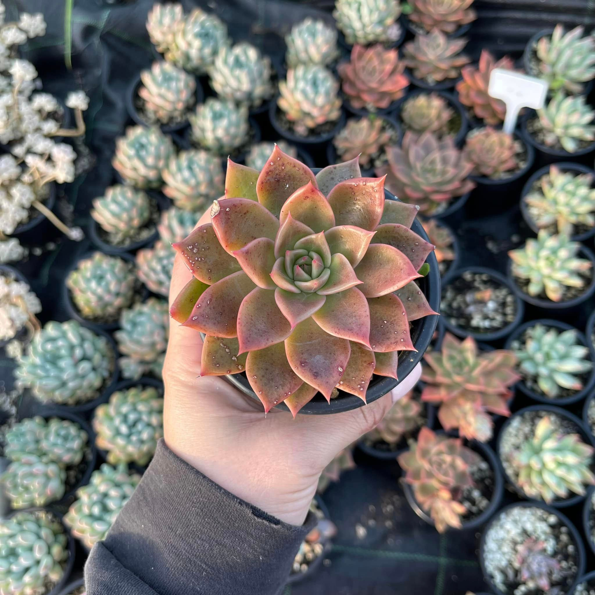 Echeveria Clarice