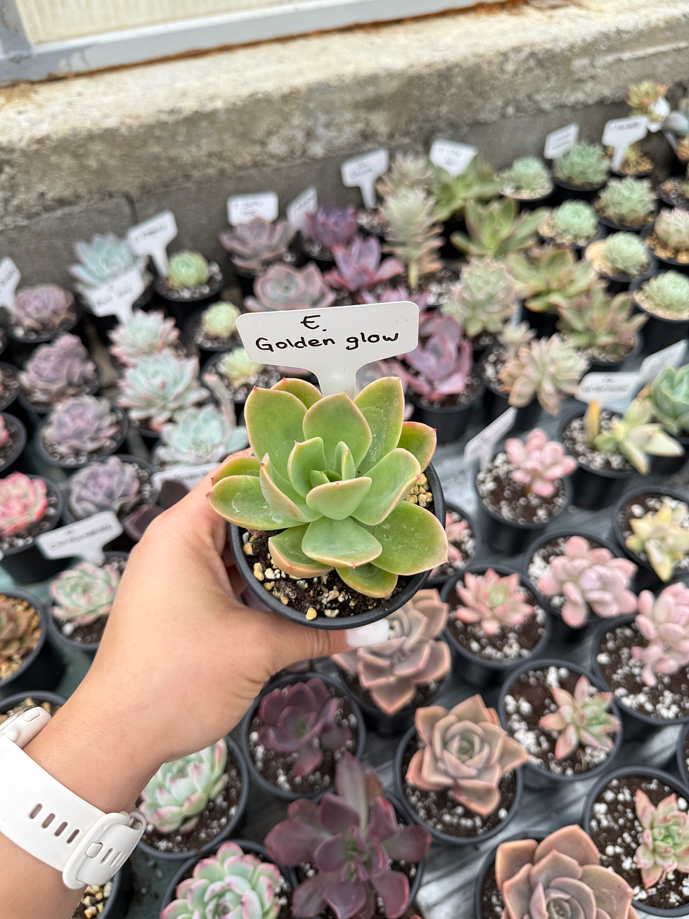 Minijatura: Echeveria Golden glow