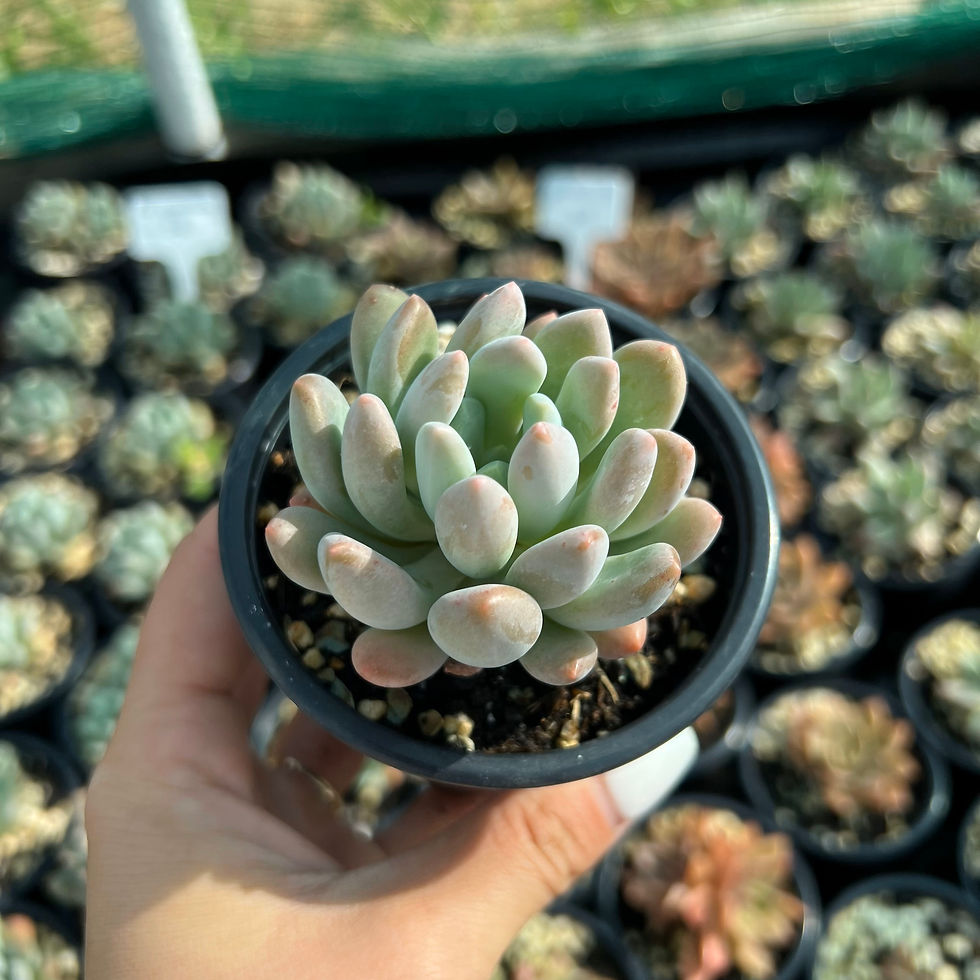 Thumbnail: Pachyveria clavifolia
