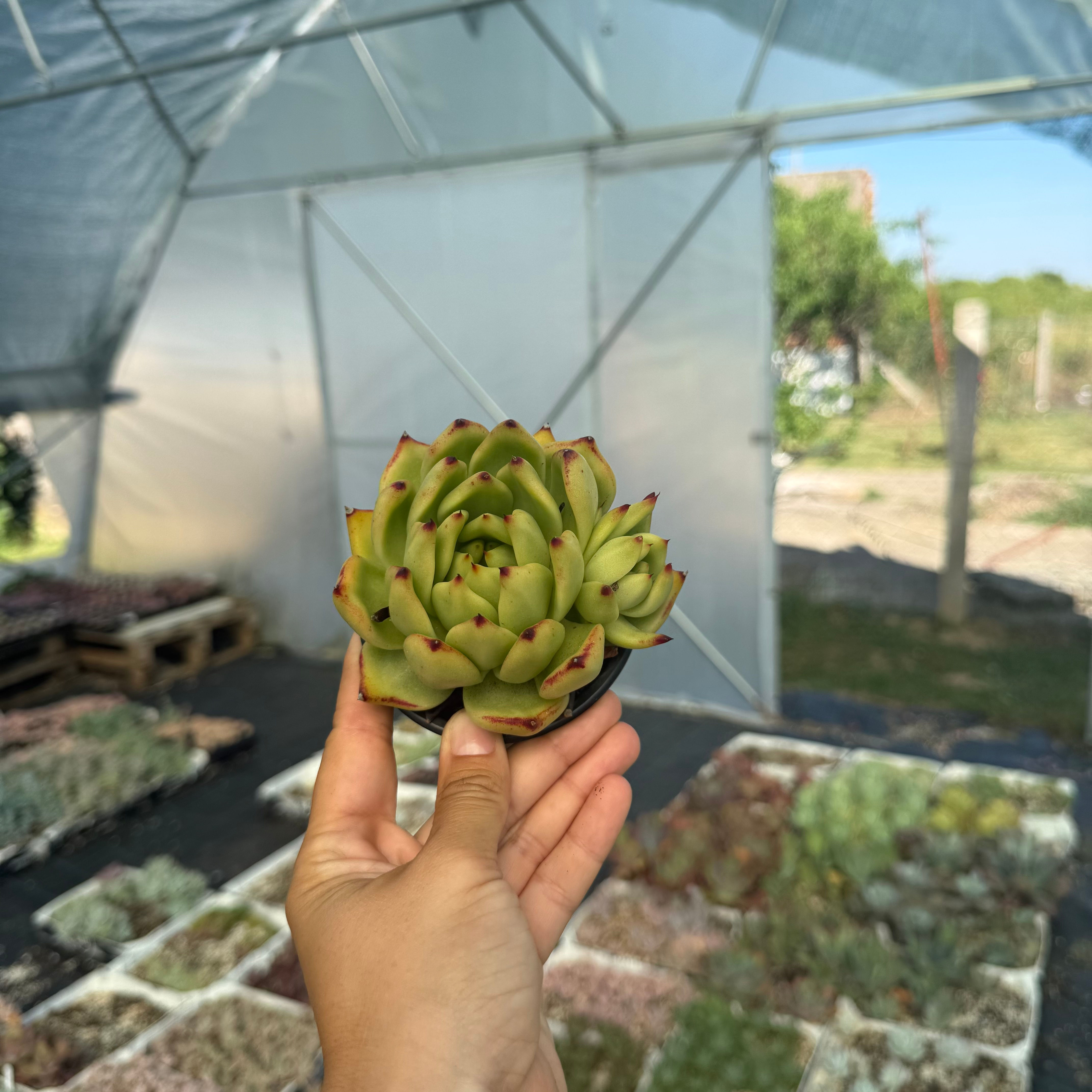 Echeveria agavoides sp.