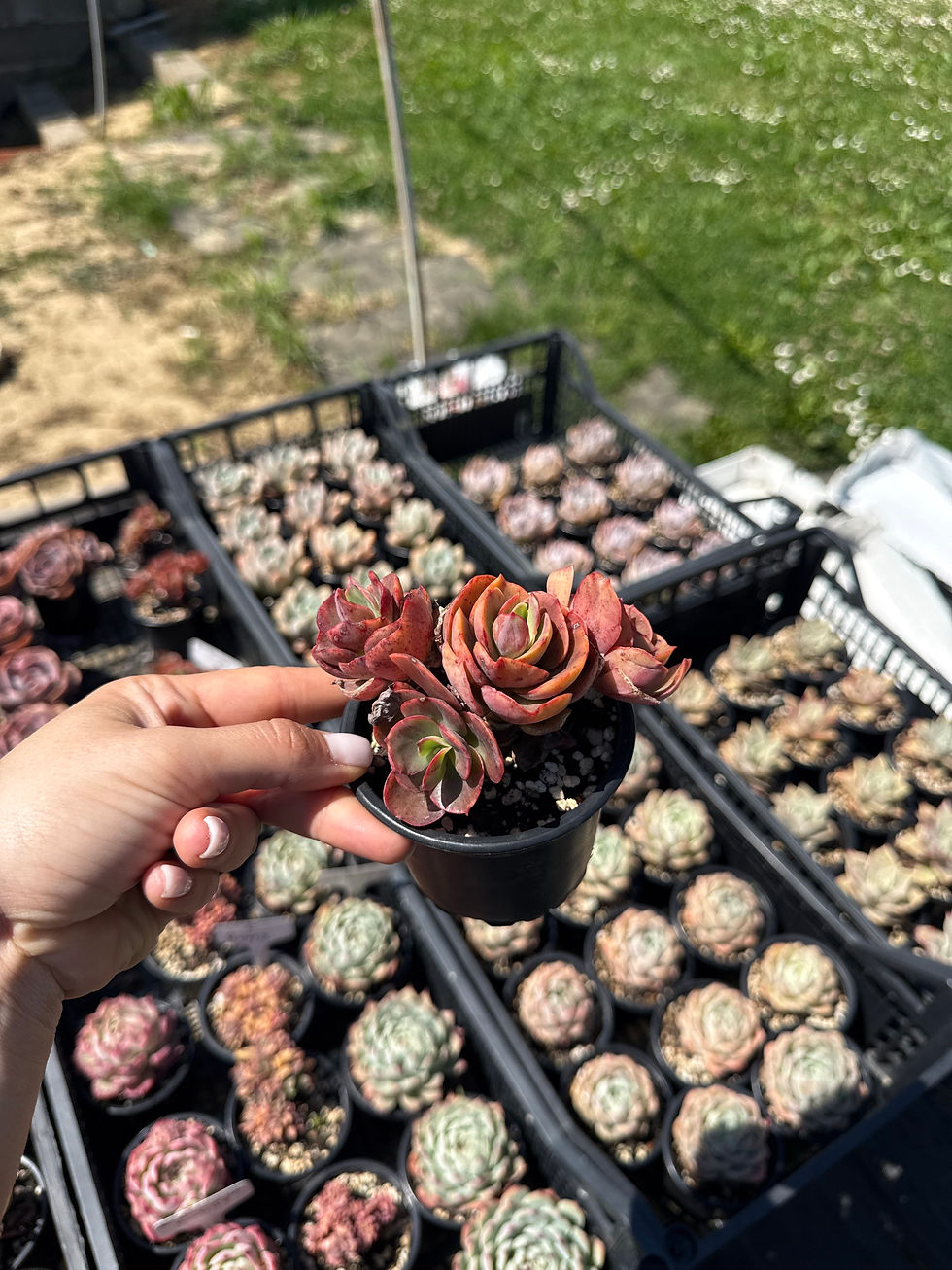 Minijatura: Echeveria Suyon