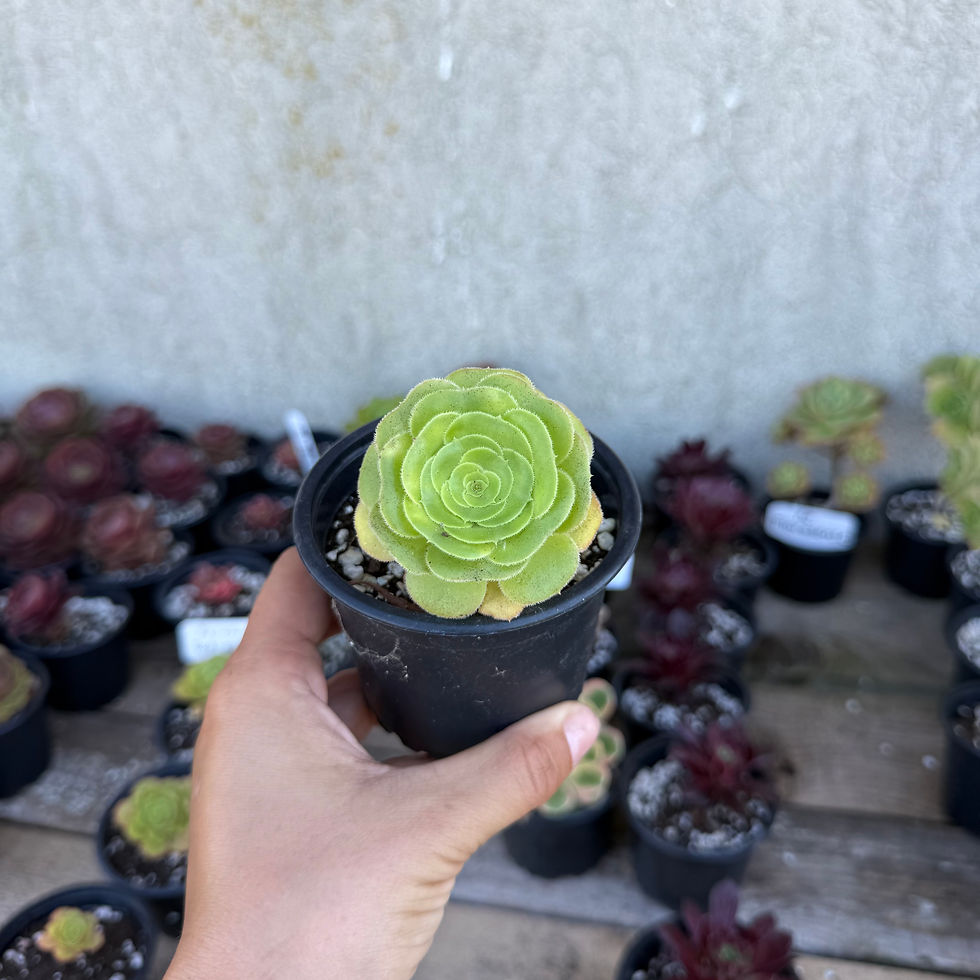 Minijatura: Aeonium SP.
