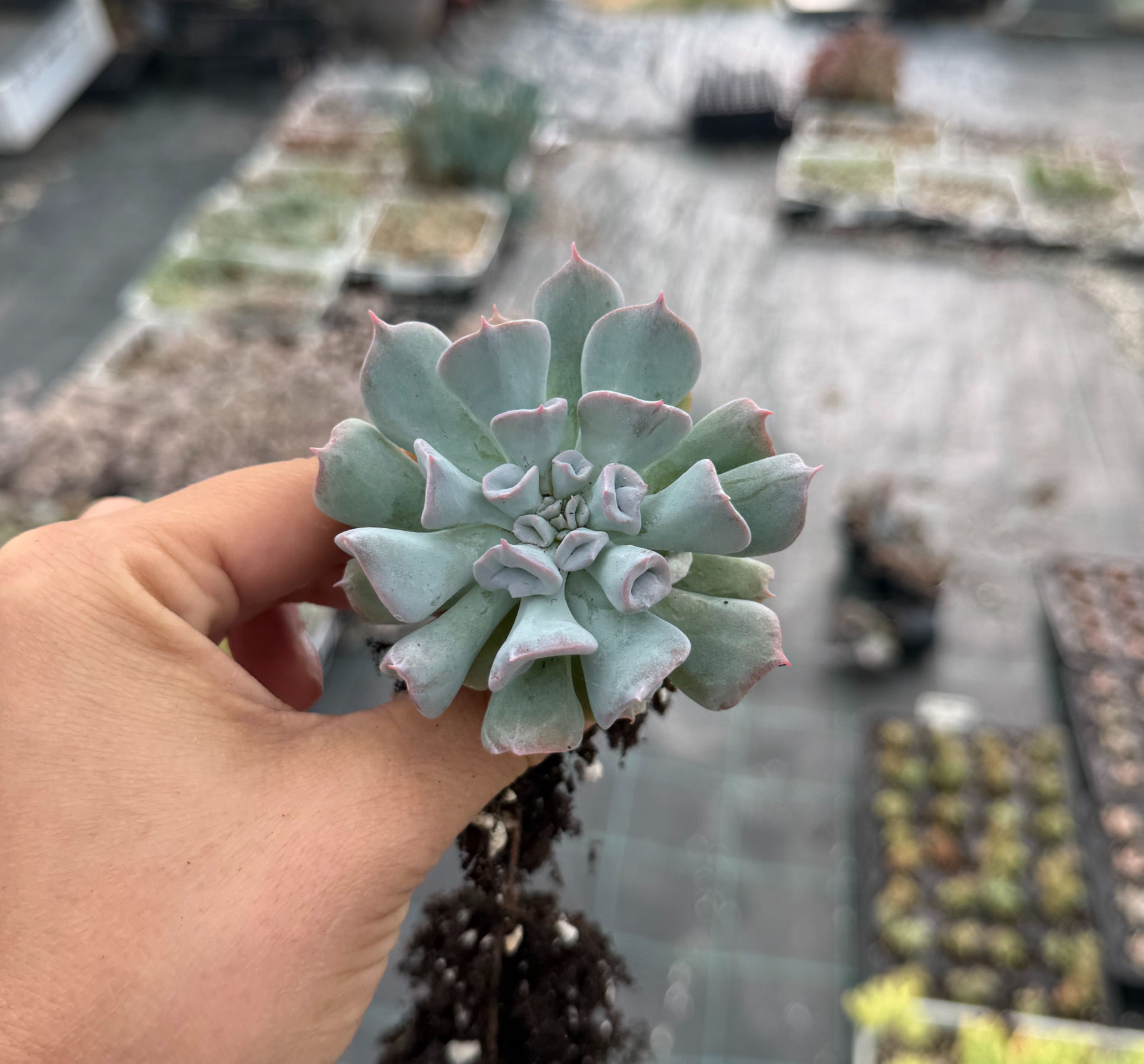 Echeveria Pig nose