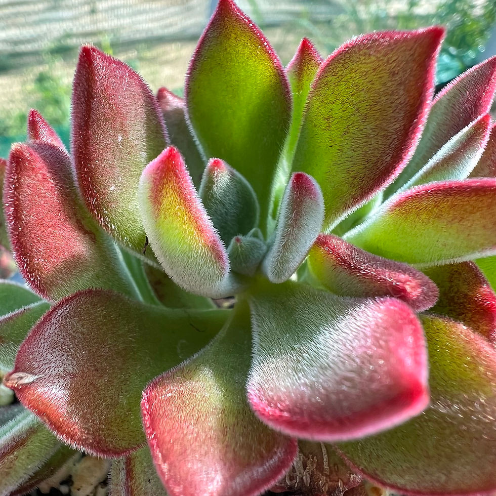 Minijatura: Echeveria Devotion