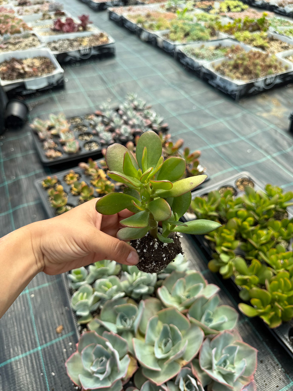 Thumbnail: Crassula Ovata
