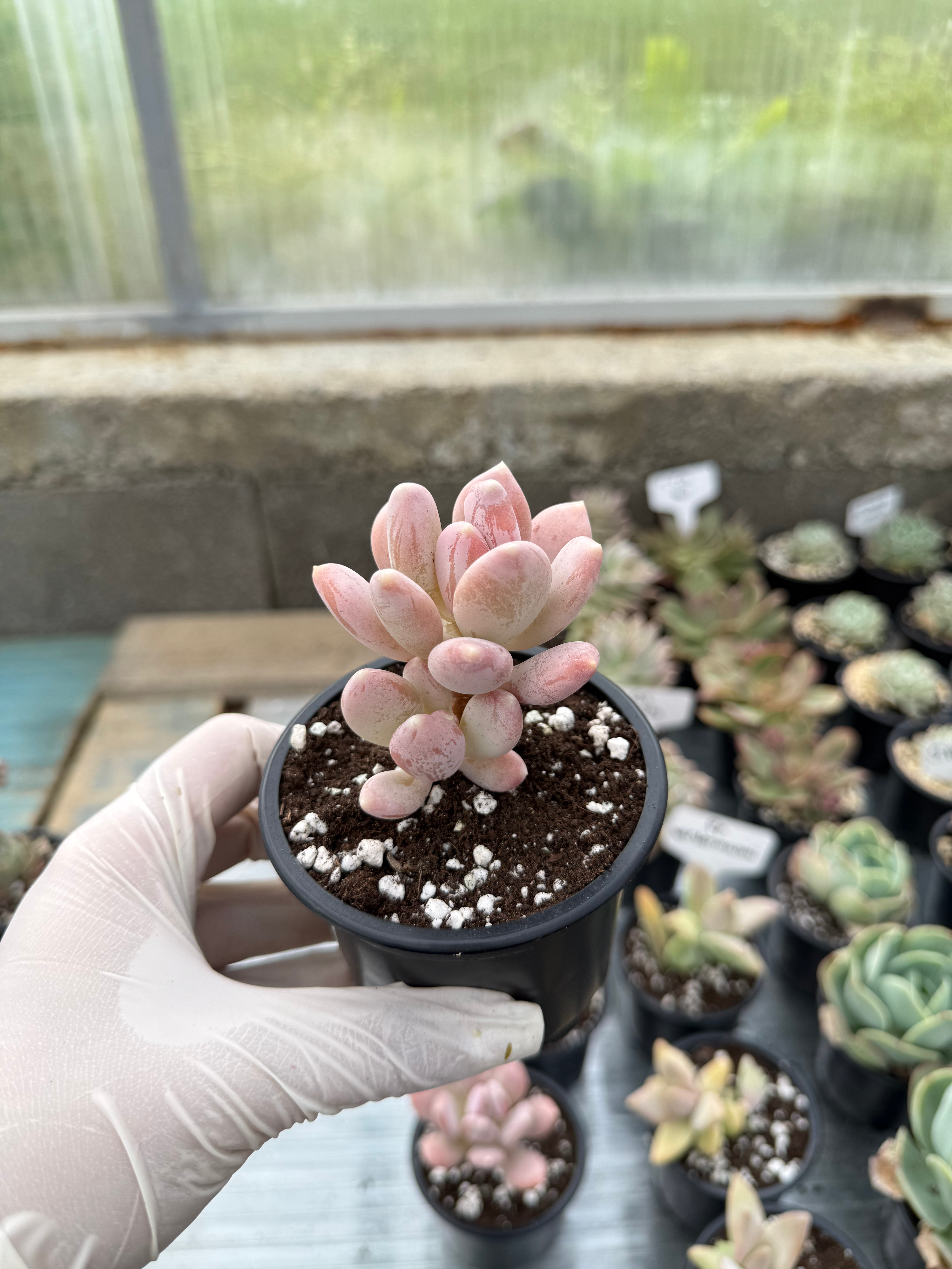 Pachyphytum Glutinicaule