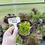 Thumbnail: Aeonium Emerald flame