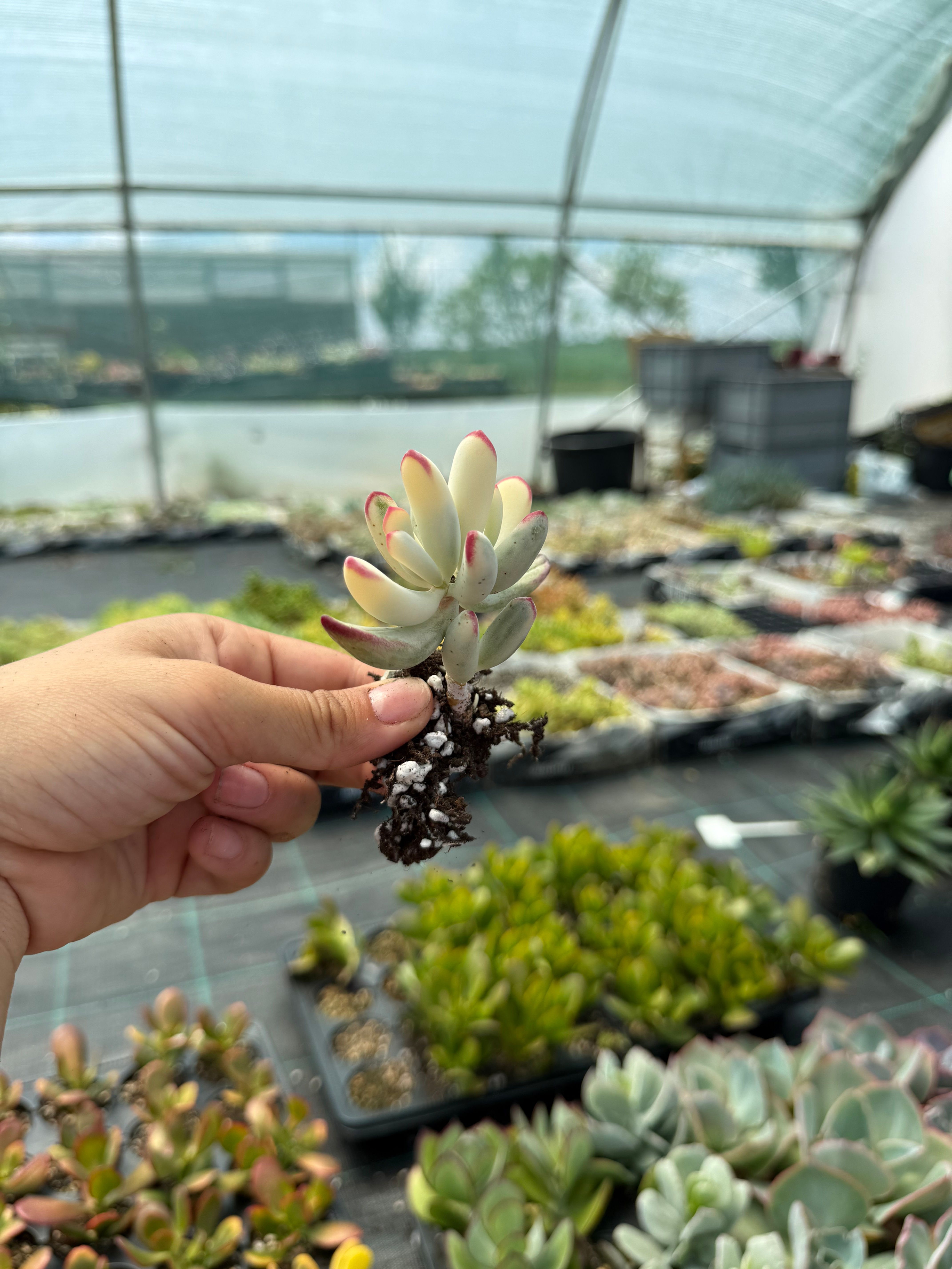 Cotyledon orbiculata dinteri var.