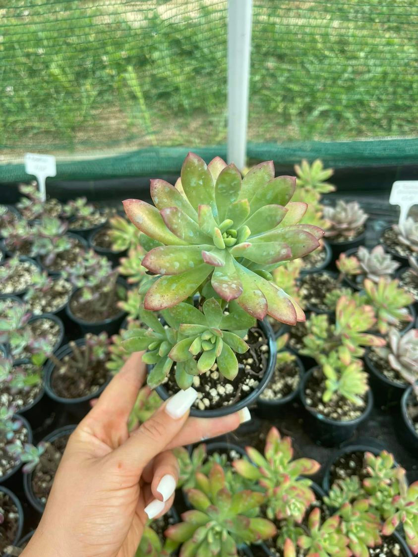 Thumbnail: Echeveria Minibelle