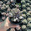 Minijatura: Graptoveria Cupid (Topsy debbie)