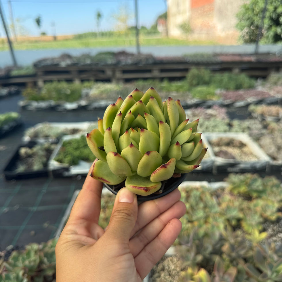 Minijatura: Echeveria agavoides sp.