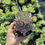Thumbnail: Pachyveria Scheideckeri