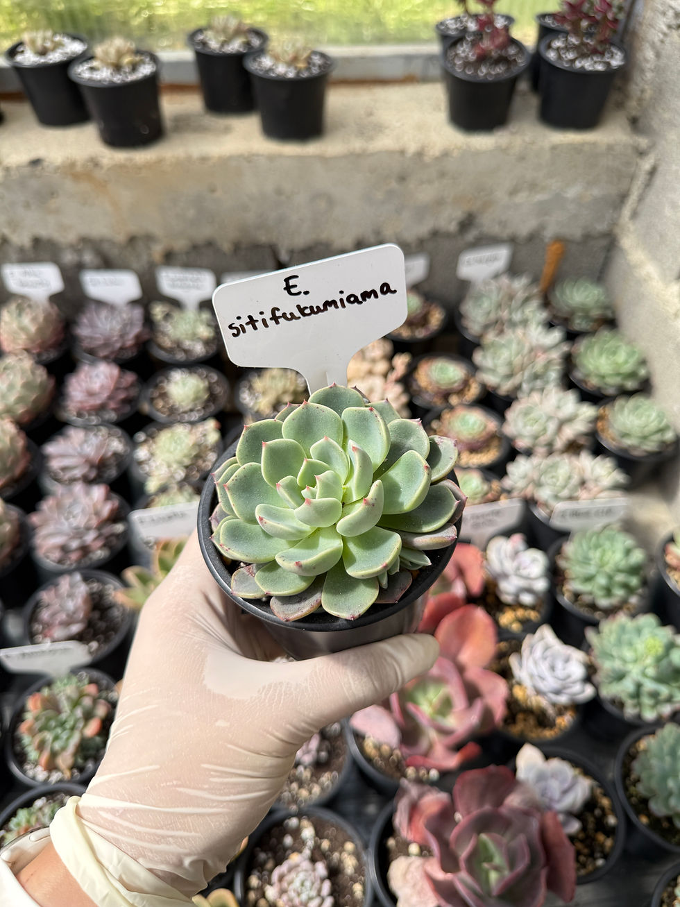 Thumbnail: Echeveria sitifukumiama