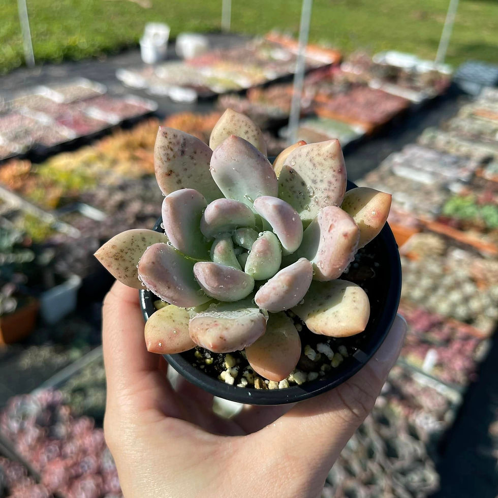 Thumbnail: Graptoveria Opalina