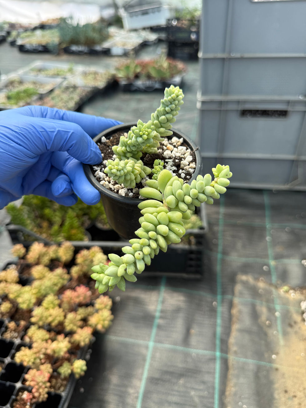 Thumbnail: Sedum Burrito