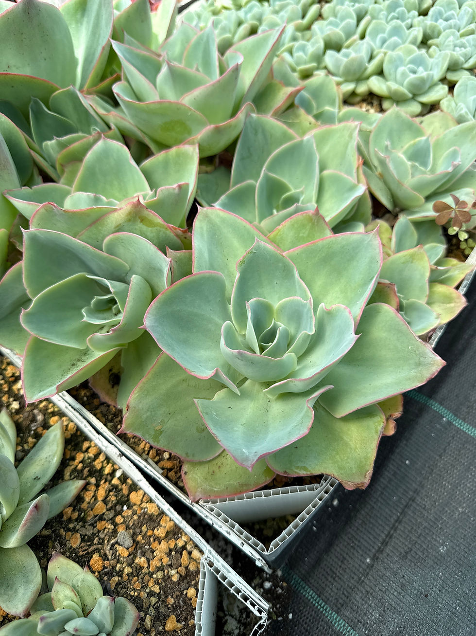 Thumbnail: Echeveria Da Vinci Code