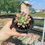 Thumbnail: Pachyveria clavifolia