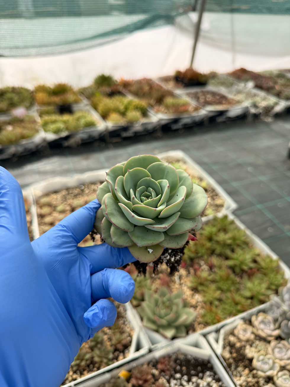Thumbnail: Echeveria Atlantis