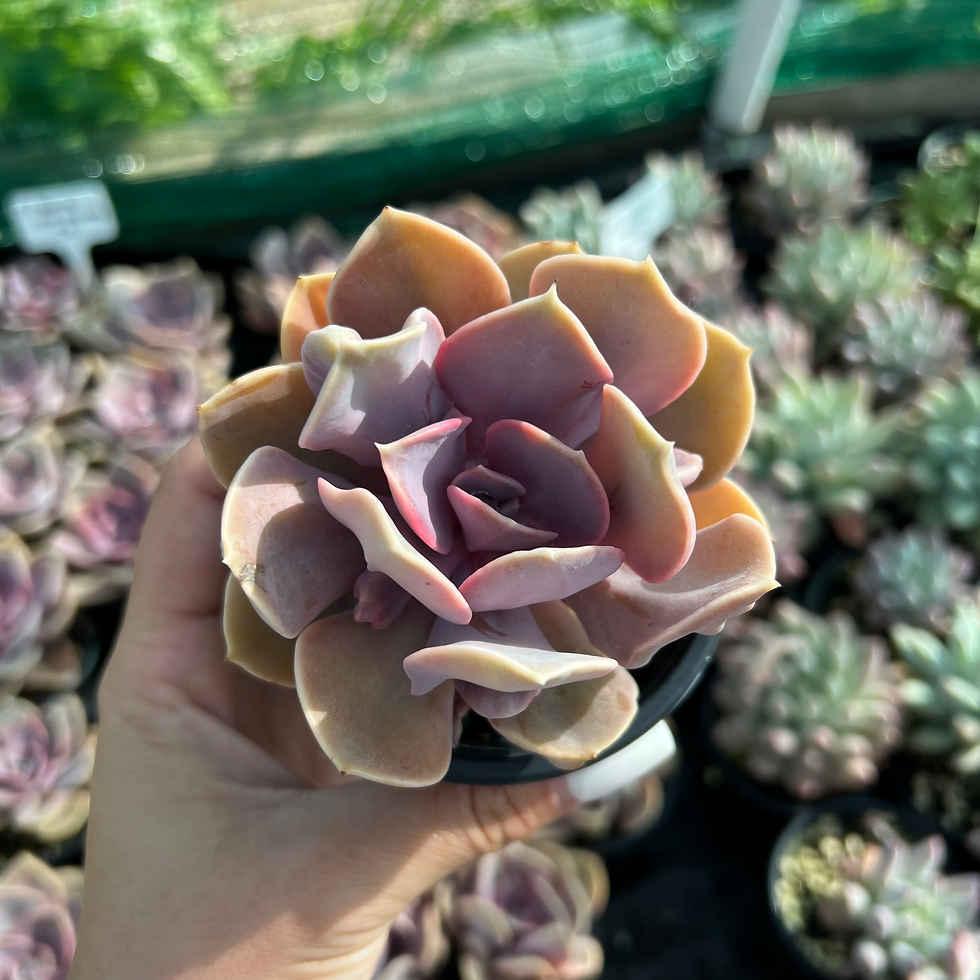 Minijatura: Echeveria Trompette