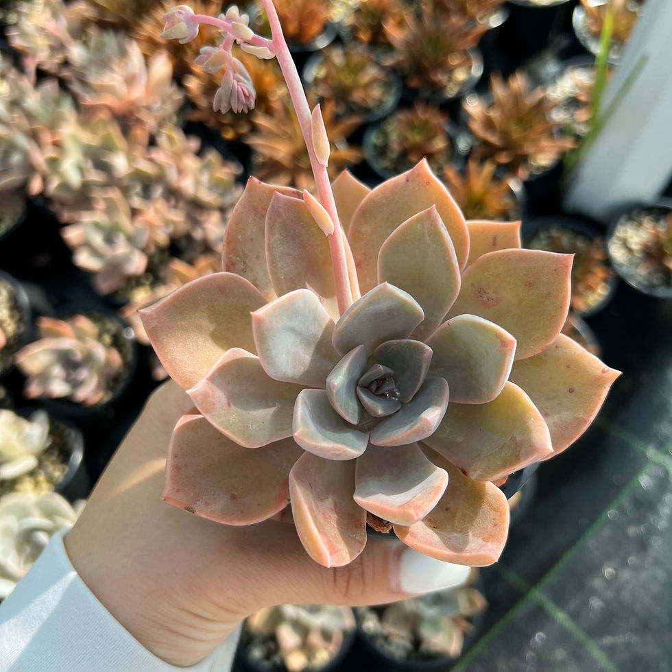 Minijatura: Graptoveria Douglas huth