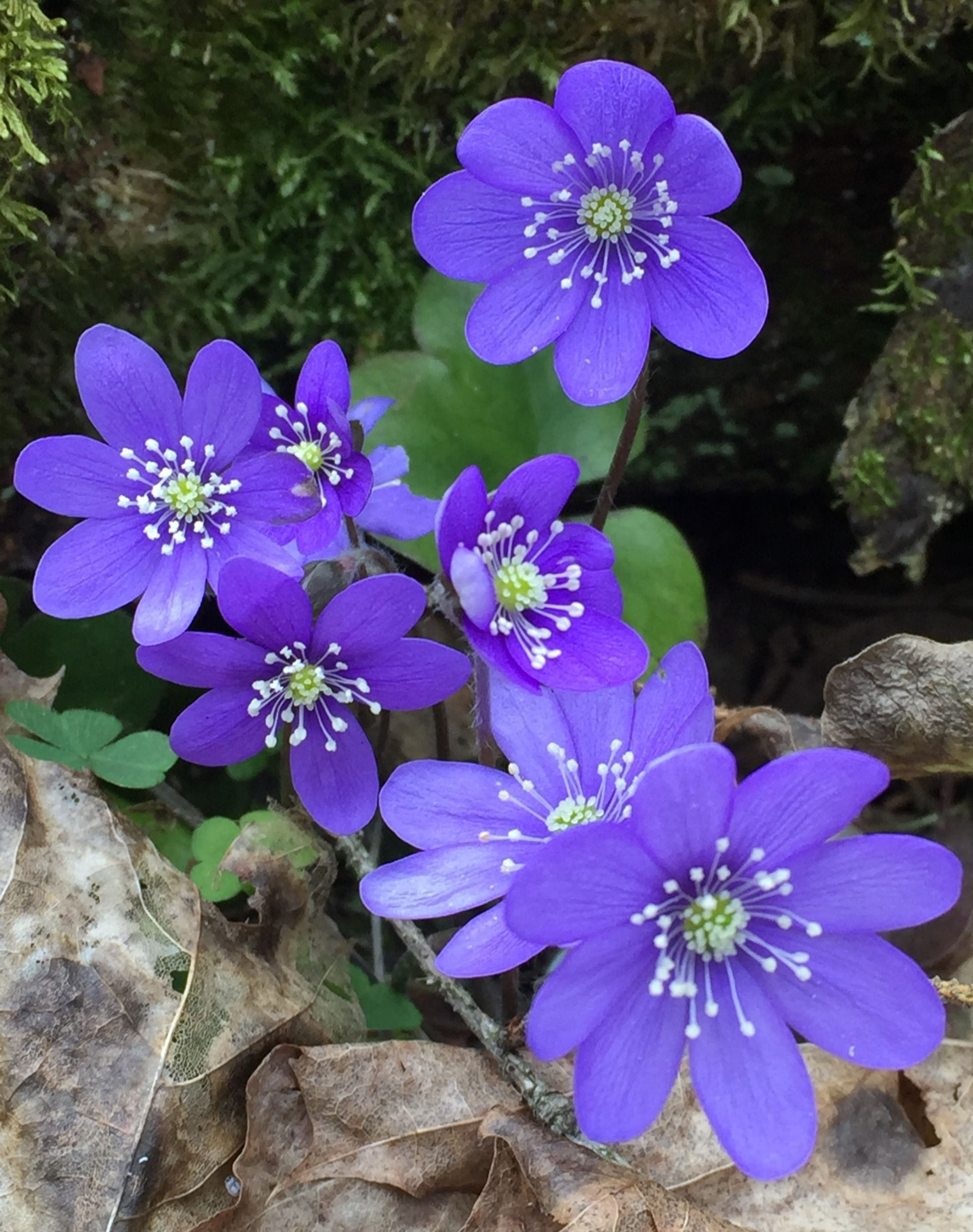 Blåveis - Hoddmimesholt Duggdråper