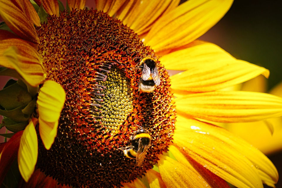 Miniatyrbilde: BOKEN; Be Autentic, Be True - Be You: BEE ESSENTIAL!