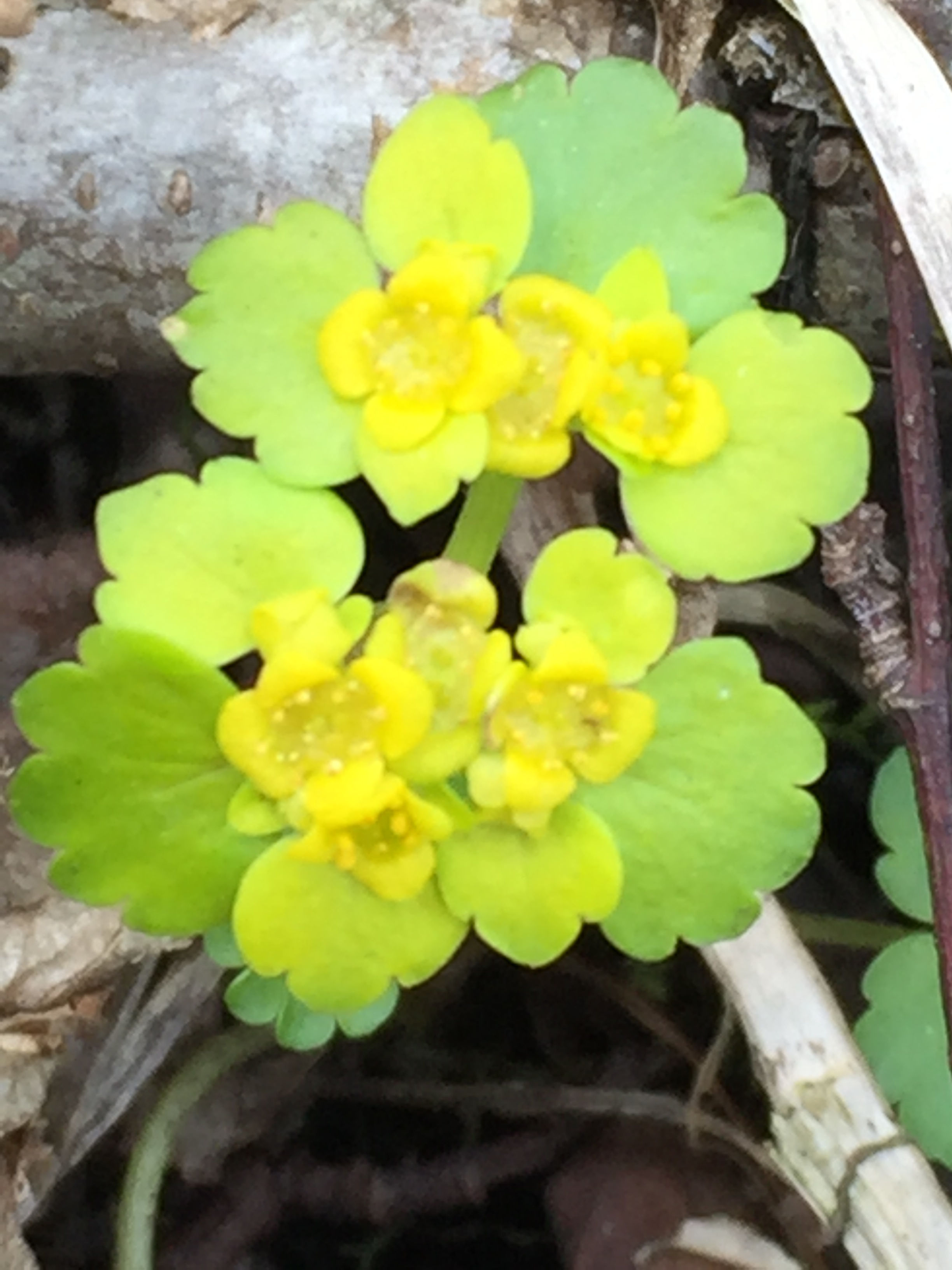 Maigull - Hoddmimesholt Duggdråper