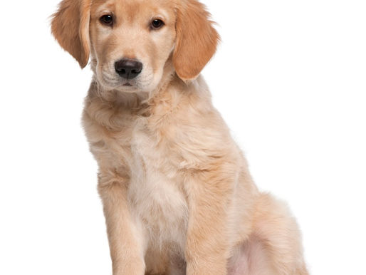 Bonne fête Daniella