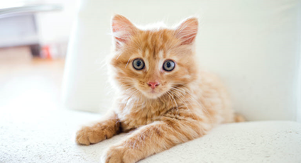 Bonne fête Aisuluu !