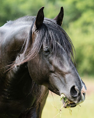 konhora (50 of 1).jpg