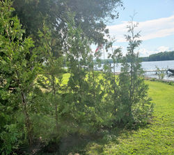 Cedar hedge along cottage