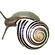 Striped Snail Close-Up_edited.png