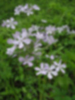 Thumbnail: Wild Blue Phlox
