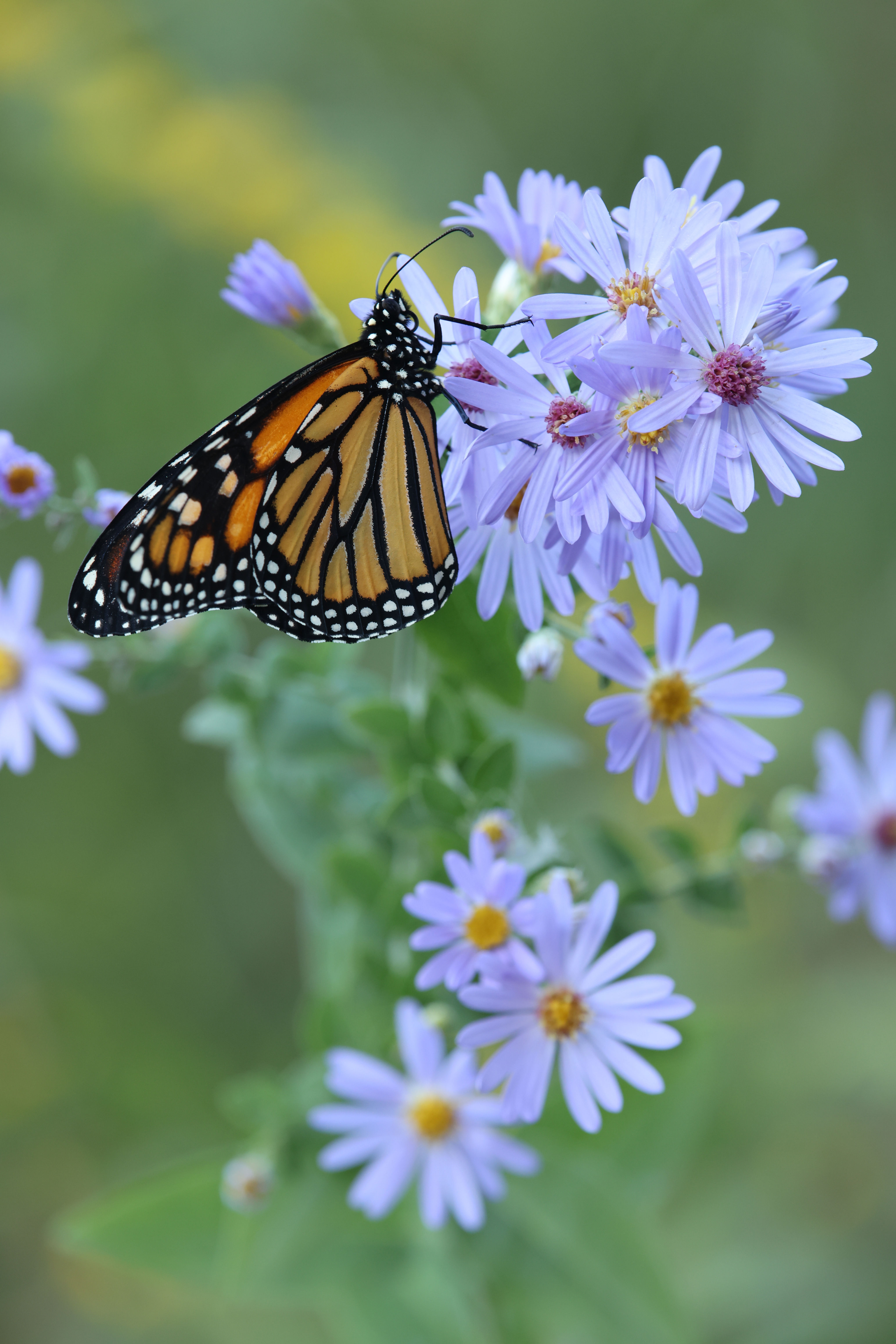 Smooth Aster