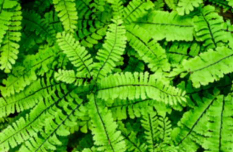 Maidenhair Fern