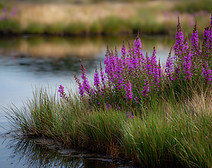 Shoreline Stabilization.jpeg